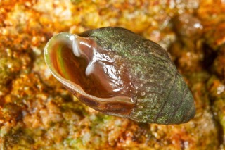 Snail 18 rm